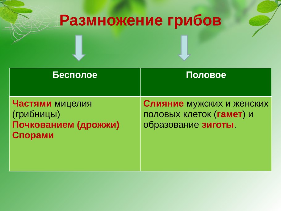 Размножение грибов