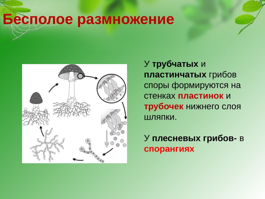 Грибы бесполое размножение спорами