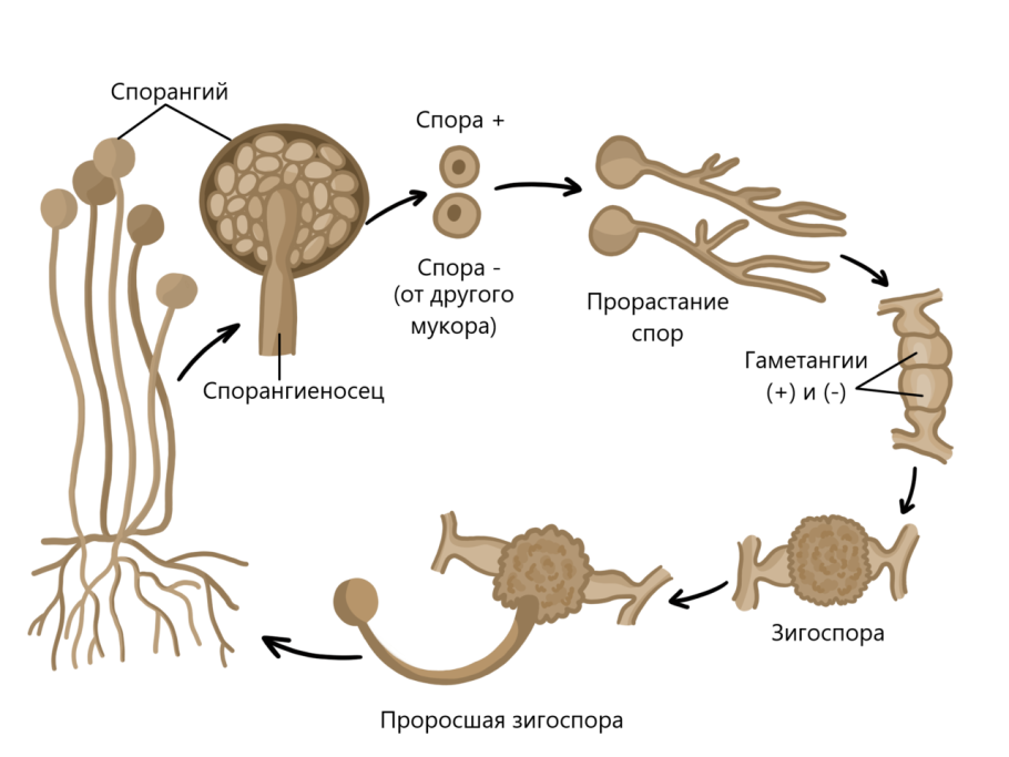 Споры полового размножения грибов