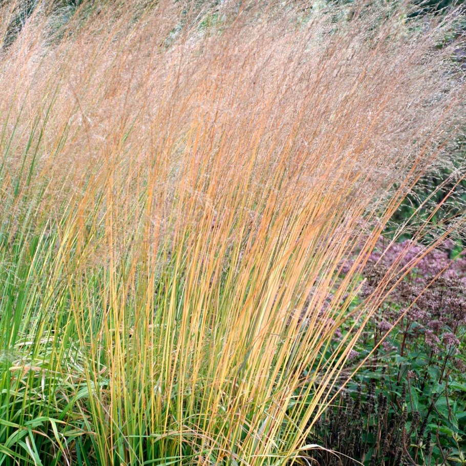 Кортадерия Эвита