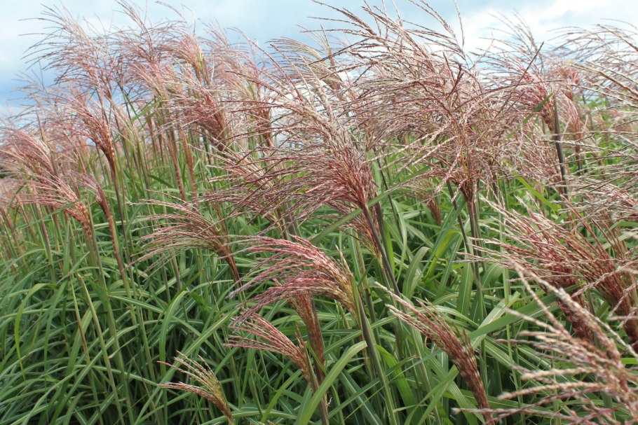 Ячмень гривастый (Hordeum jubatum)