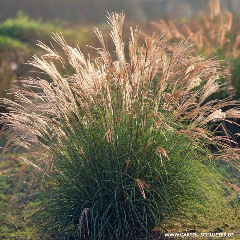 Вейник остроцветковый Карл Форестер