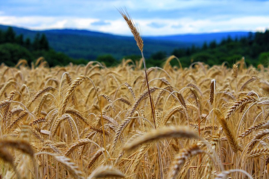 Ковыль узколистный