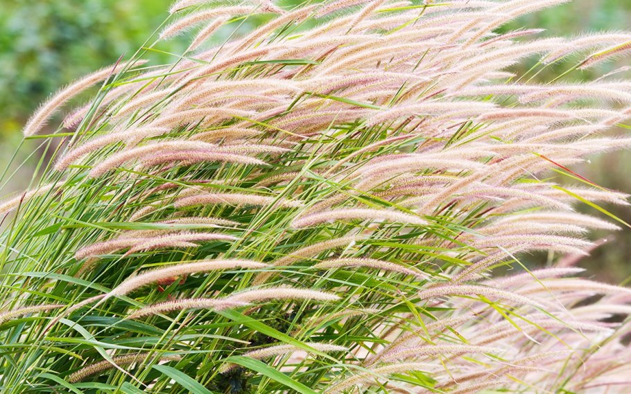 Растениеводство в Пензенской области