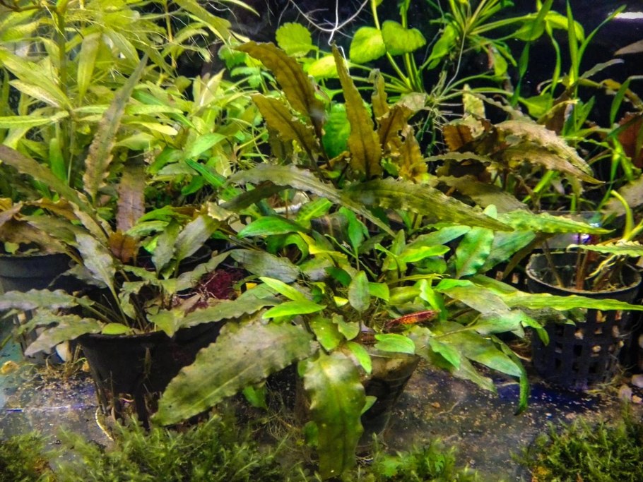 Криптокорина willisii