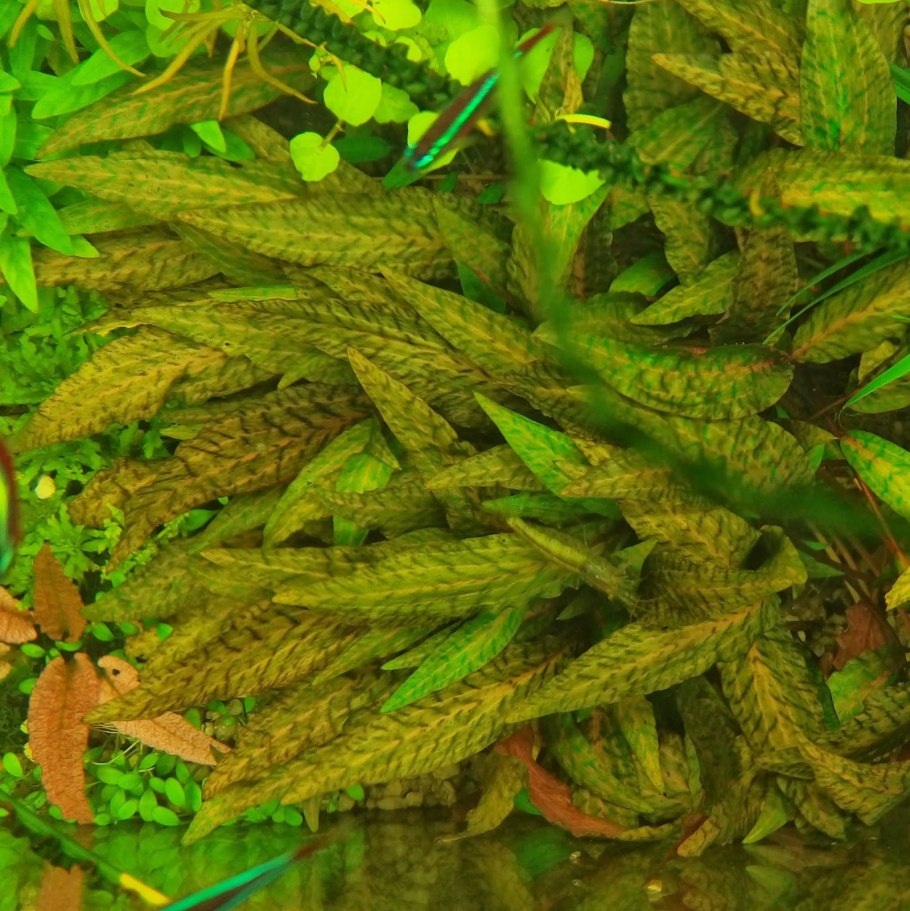 Криптокорина Невилля