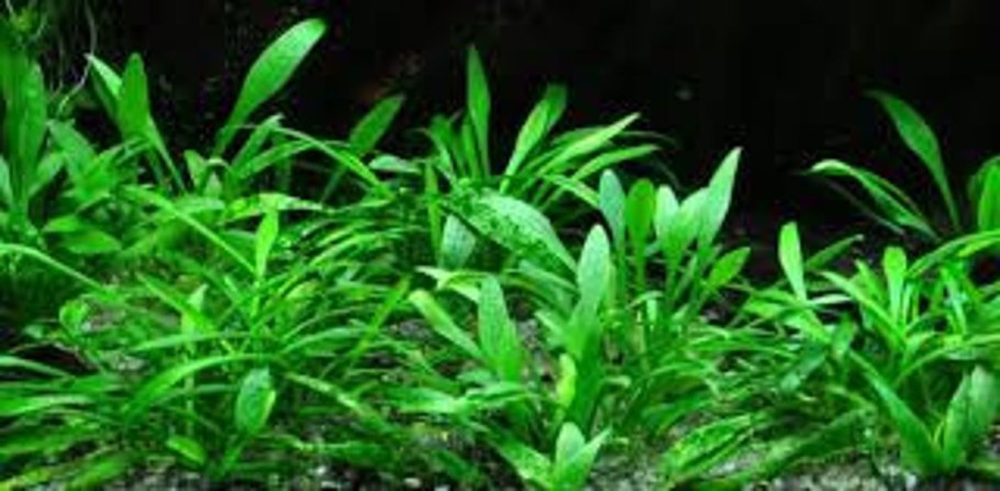 Кринум курчавый аквариумное