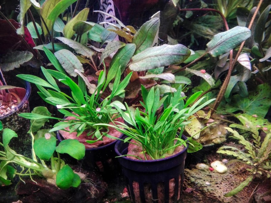 Криптокорина Бласса