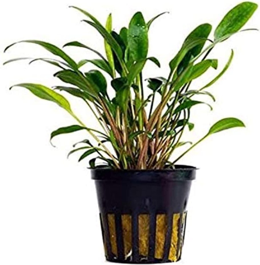 Криптокорина Ундулата