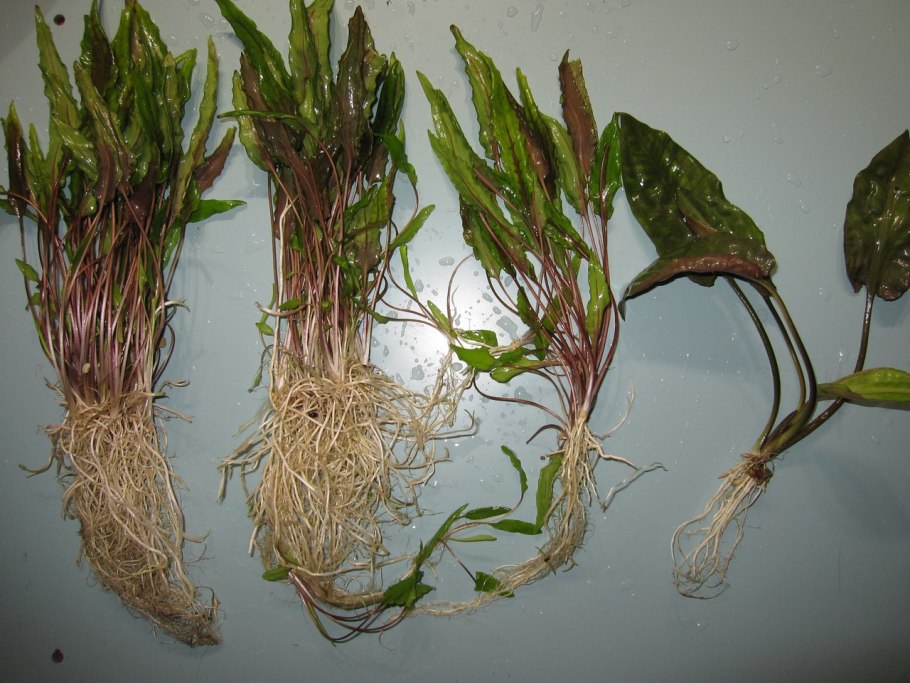 Криптокорина Вендта