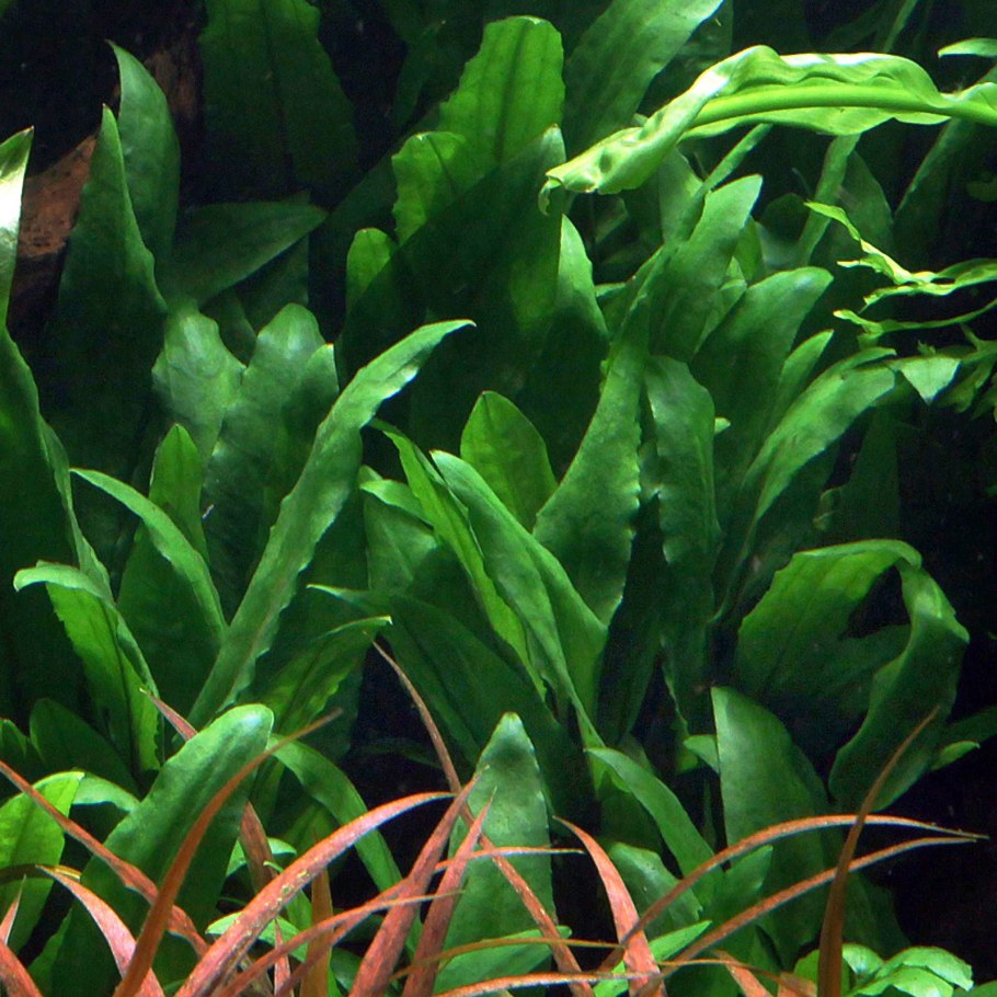 Криптокорина Вендта Лютея (желтая)