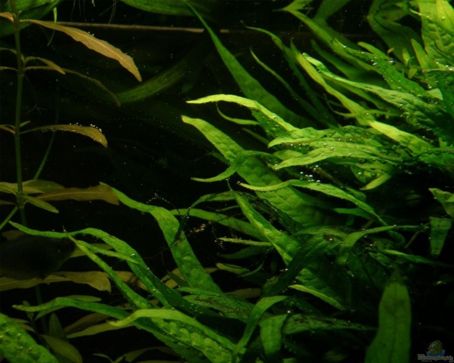 Криптокорина виллиса