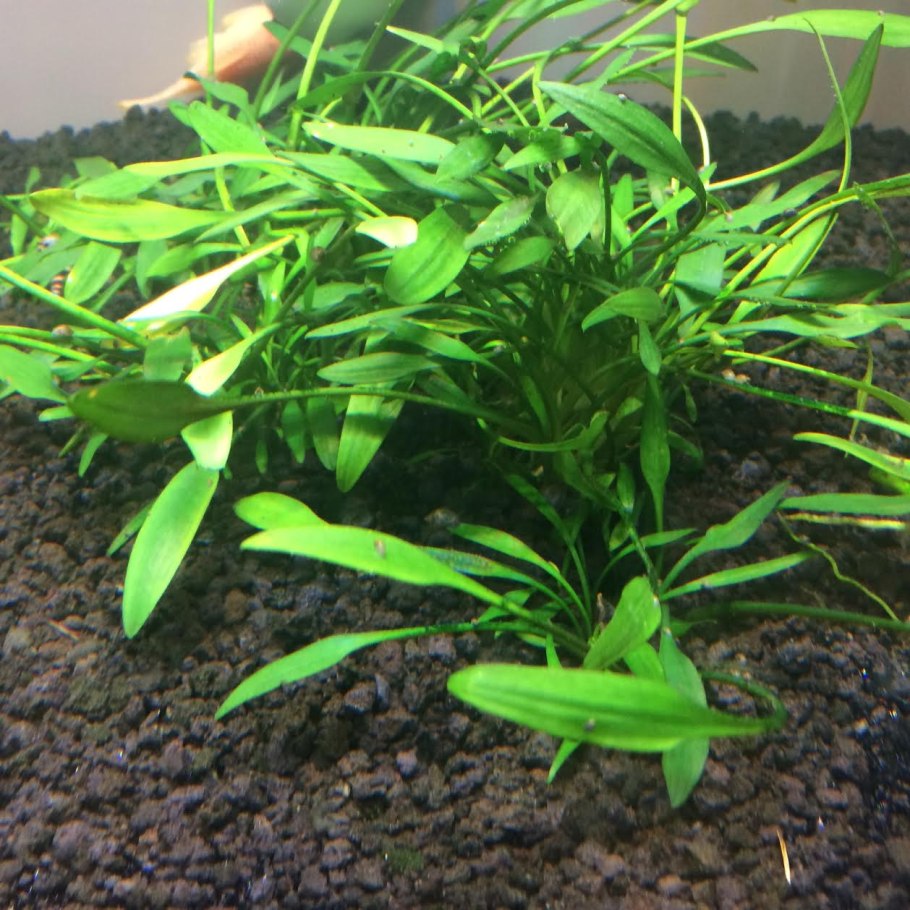 Криптокорина низкорослая