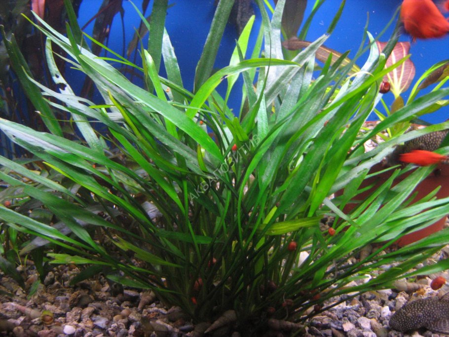 Криптокорина люценс Cryptocoryne lucens