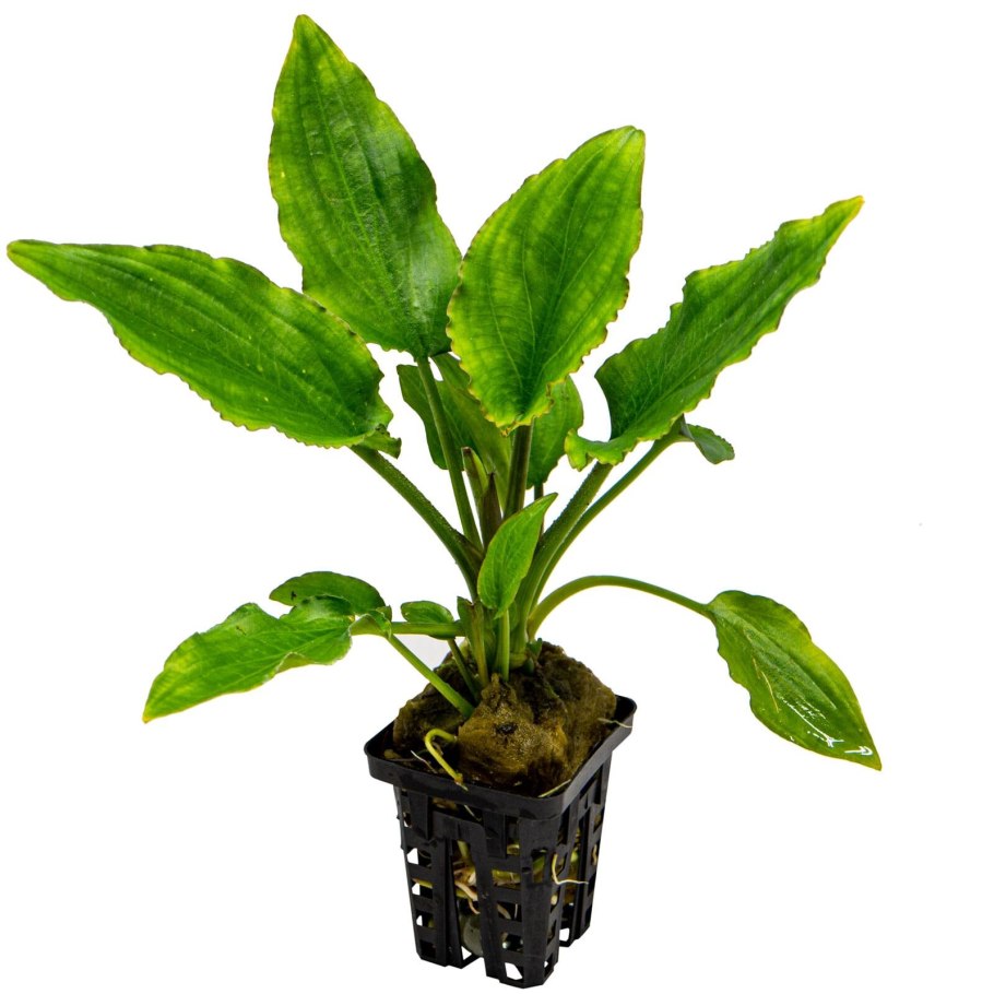 Криптокорина люценс