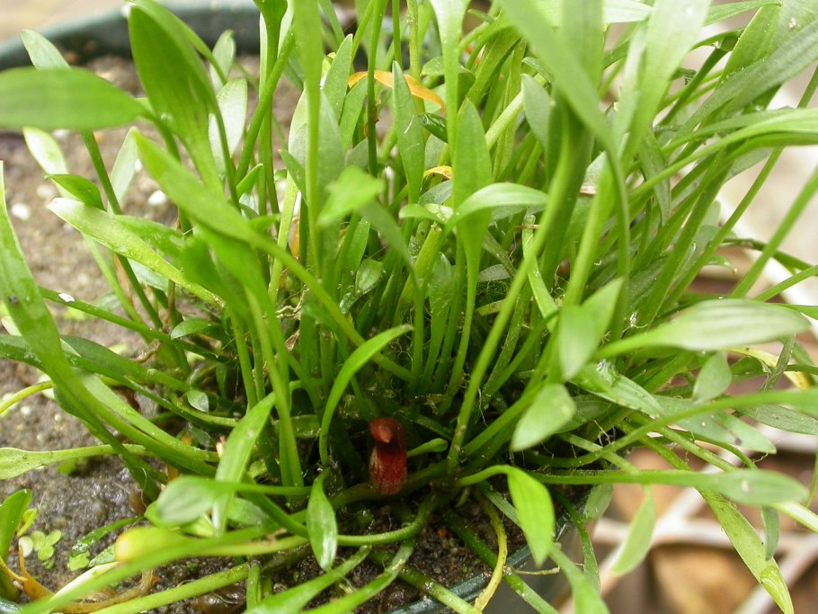 Cryptocoryne willisii