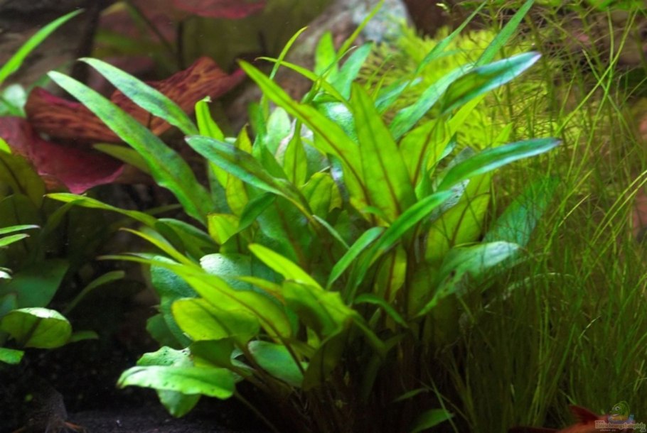 Криптокорина Уиллиса люценс