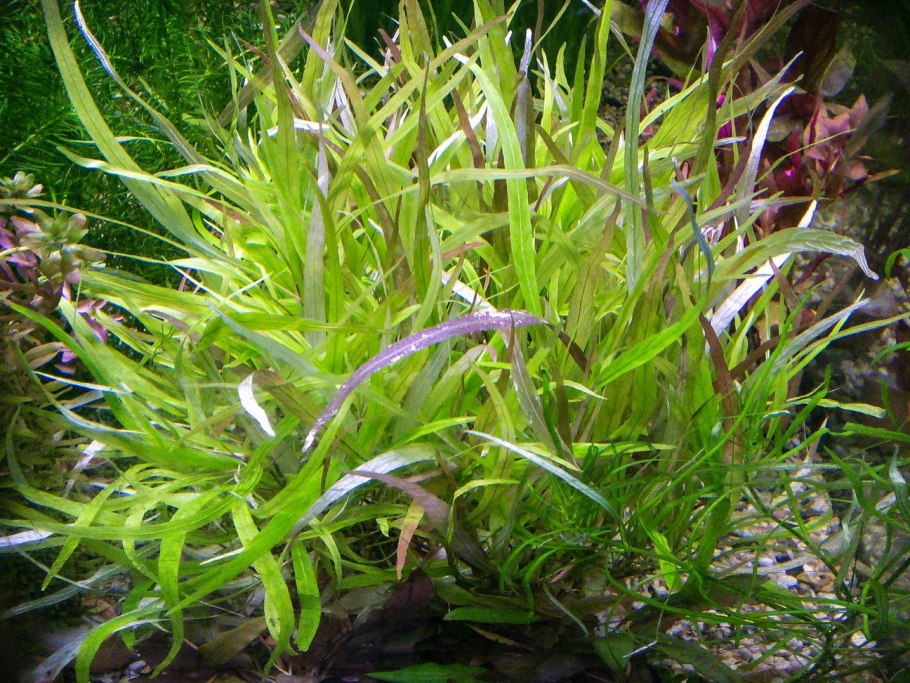 Cryptocoryne nevillii