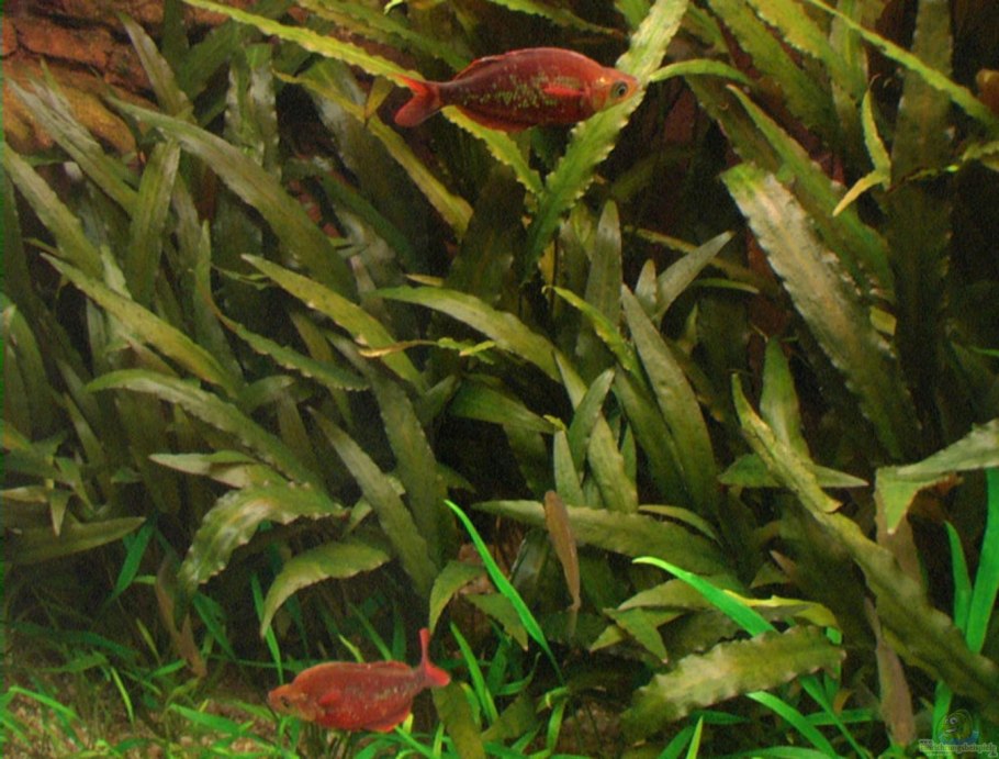 Криптокорина Нури Розен мейден