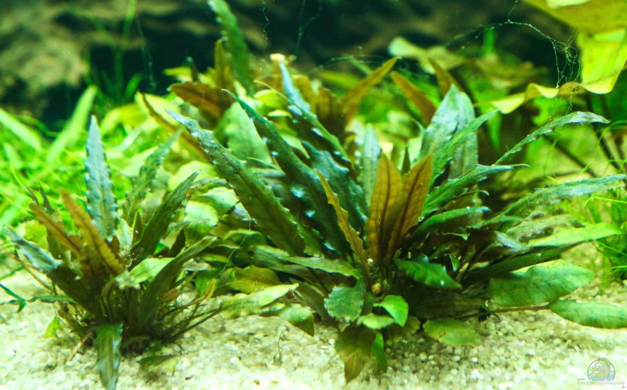 Cryptocoryne willisii