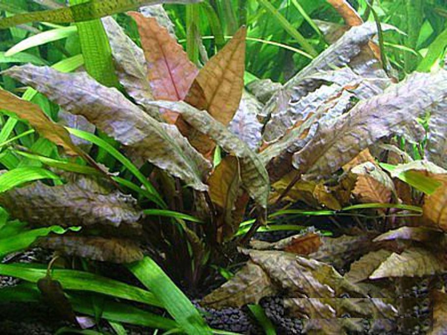 Криптокорина Вендта Лютея (желтая)