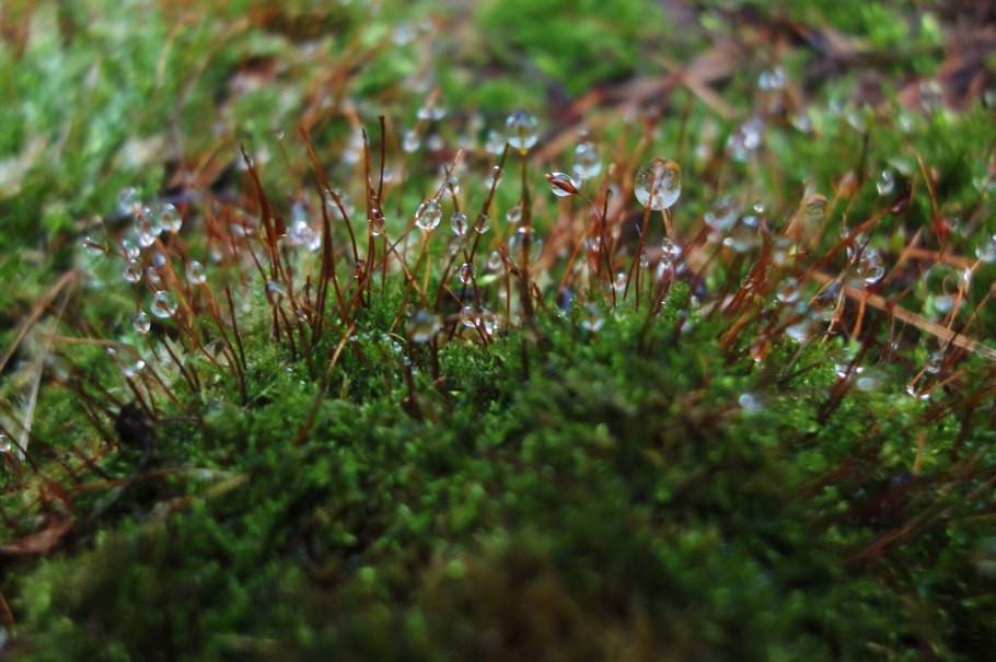 В какой эре были мхи