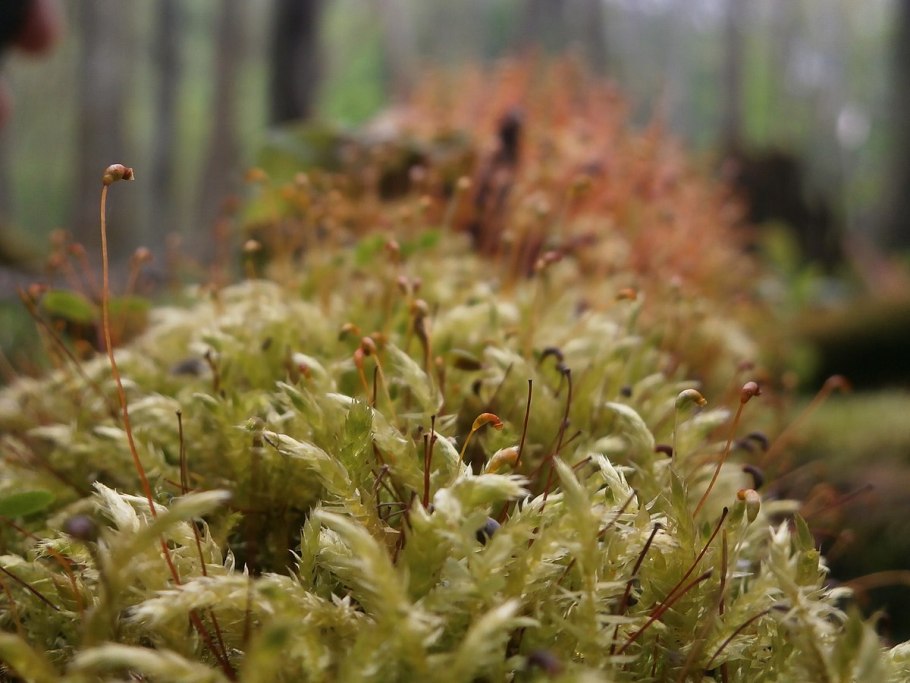 Сфагнум семенное