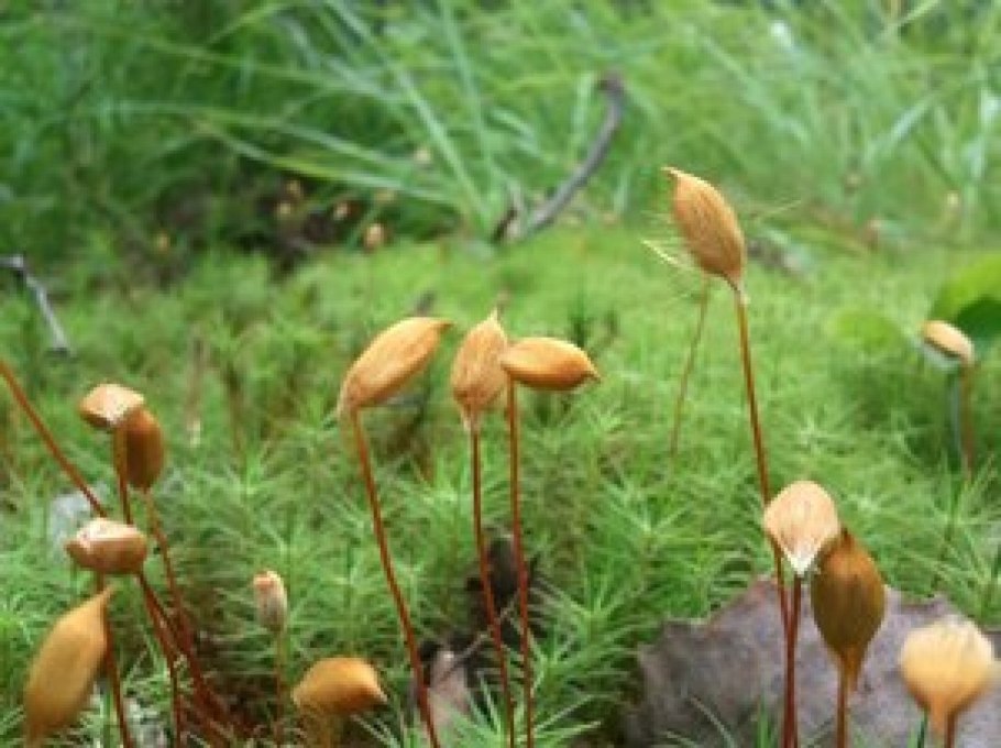 Моха и Коха