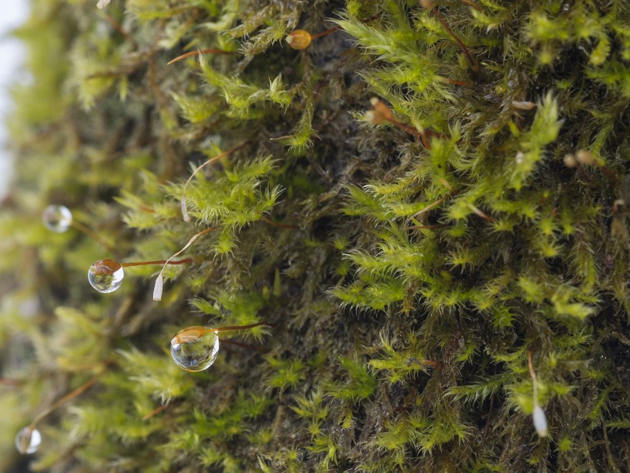 Плаун ликоподий