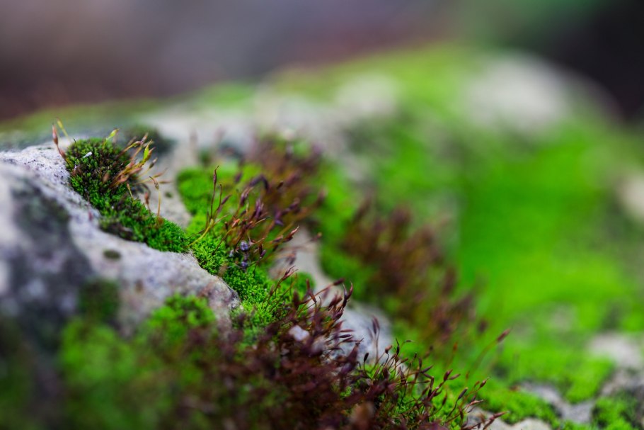 Кукушкин лен - Polytrichum commune