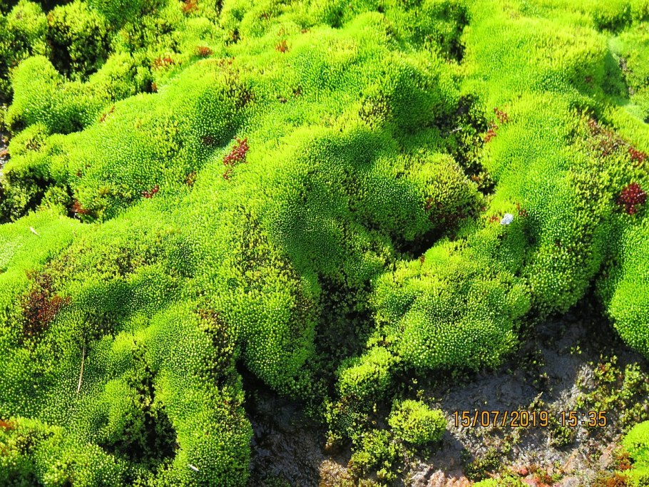 Мох Кукушкин лён споровые растения