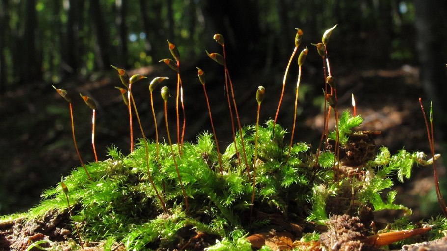 Листостебельные мхи Кукушкин лен