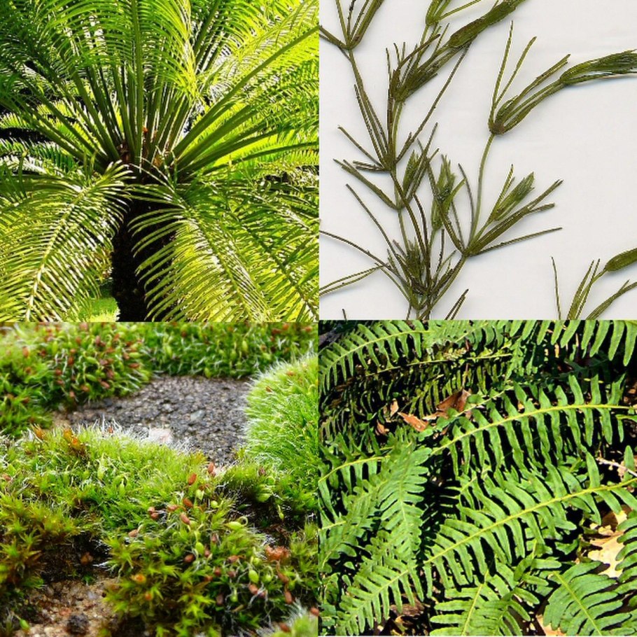 648 Видов сосудистых растений