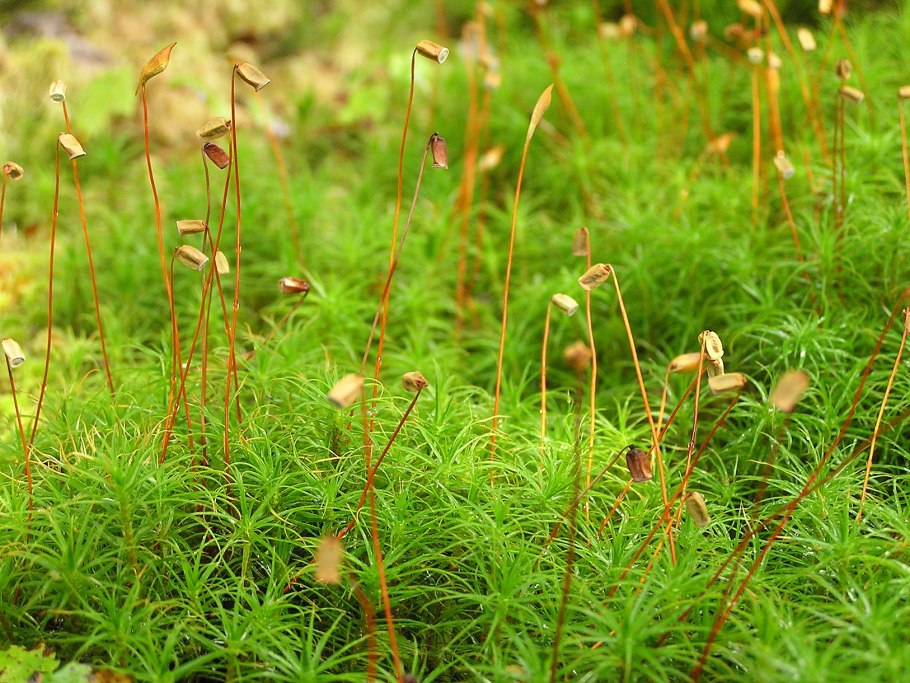 Brachythecium salebrosum