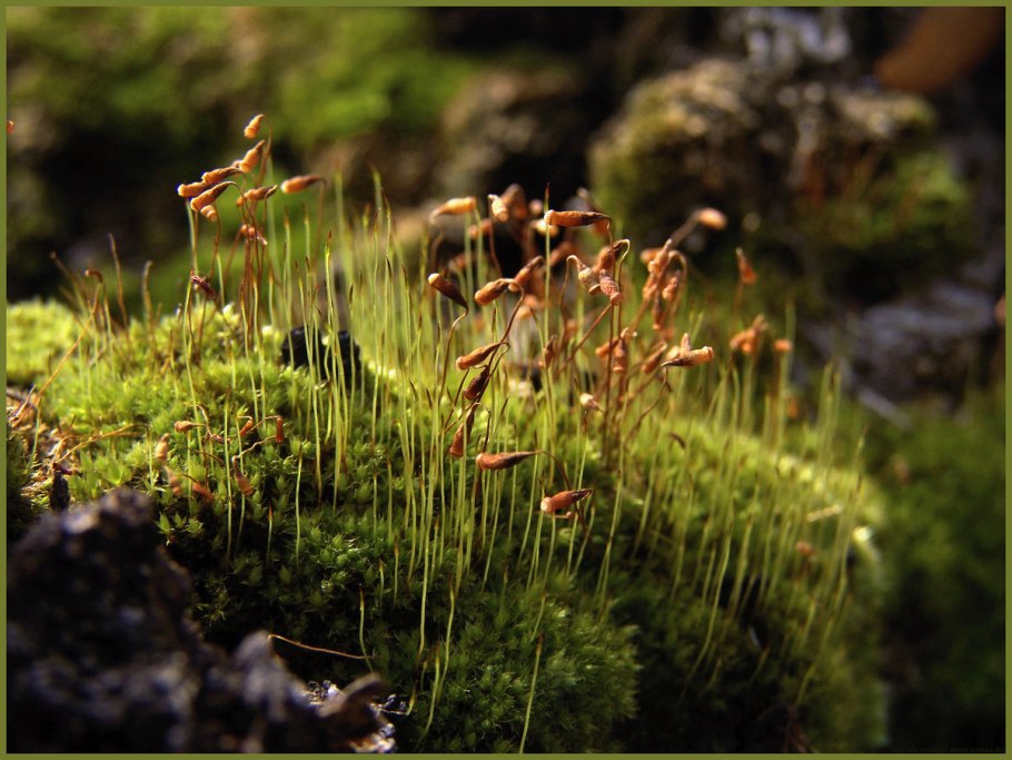 Лишайник в безводной пустыне