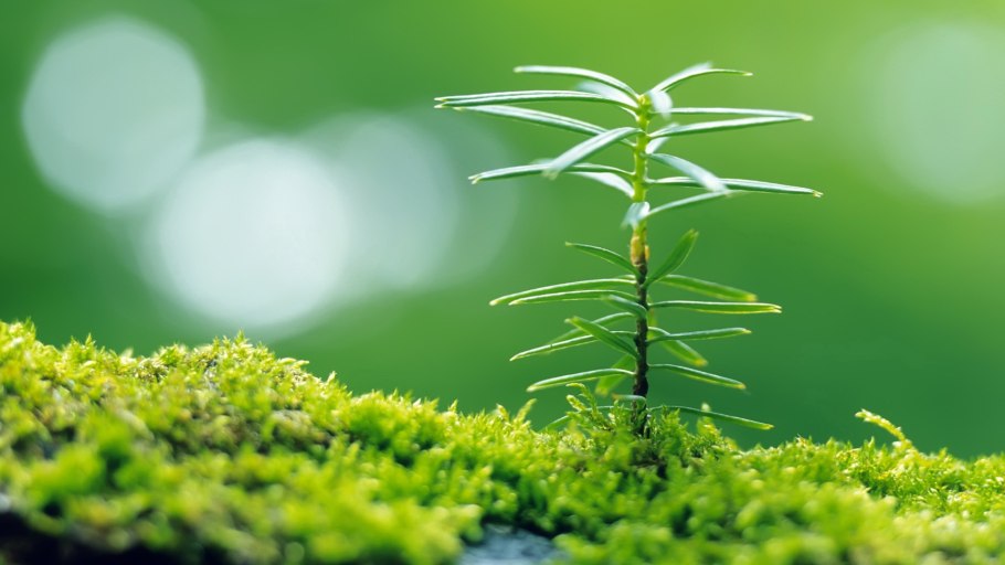 Мы хвойные с нами мох