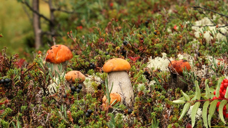Грибная Поляна в лесу