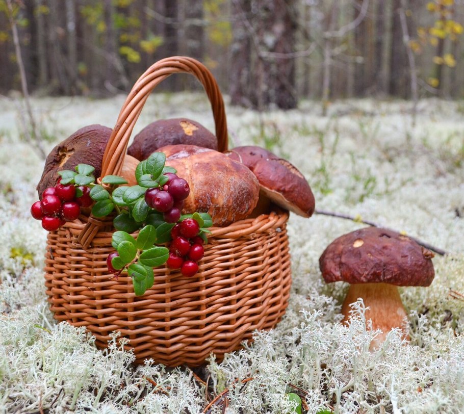 Осенние ягоды