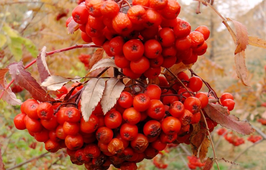 Рябина Лесная