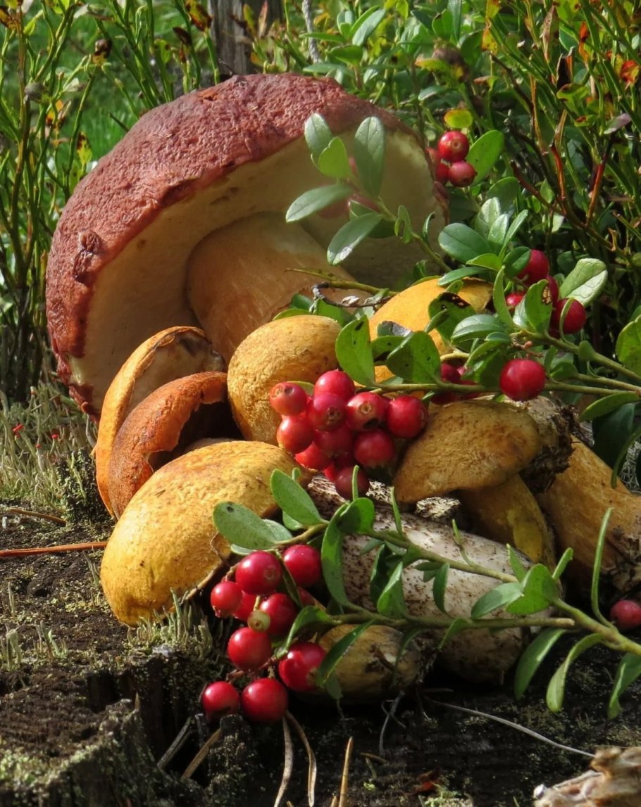 Грибы лисички в лесу