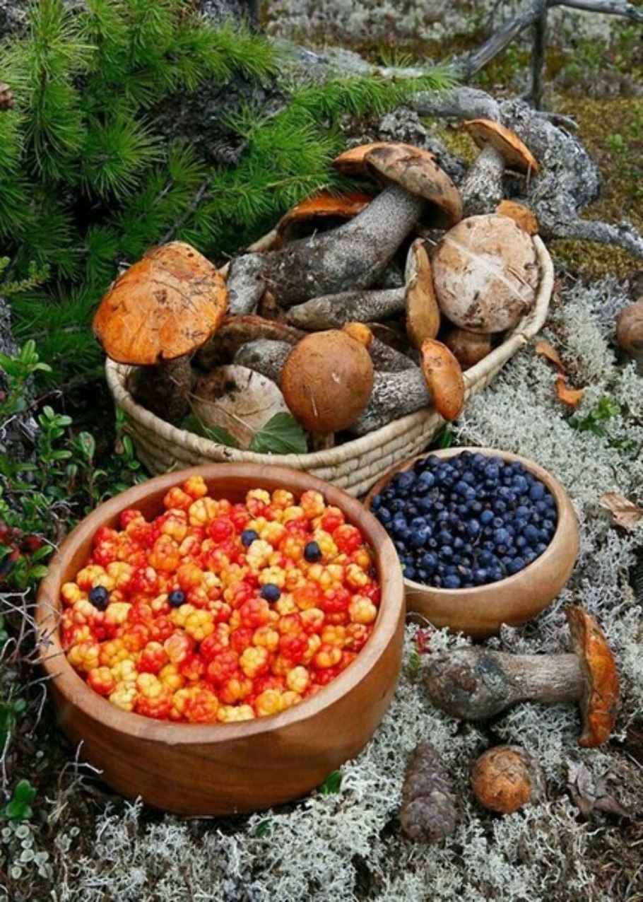 Лес грибы ягоды