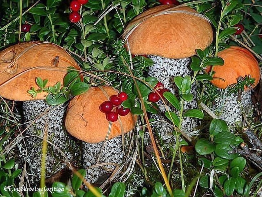 Гриб красноголовик