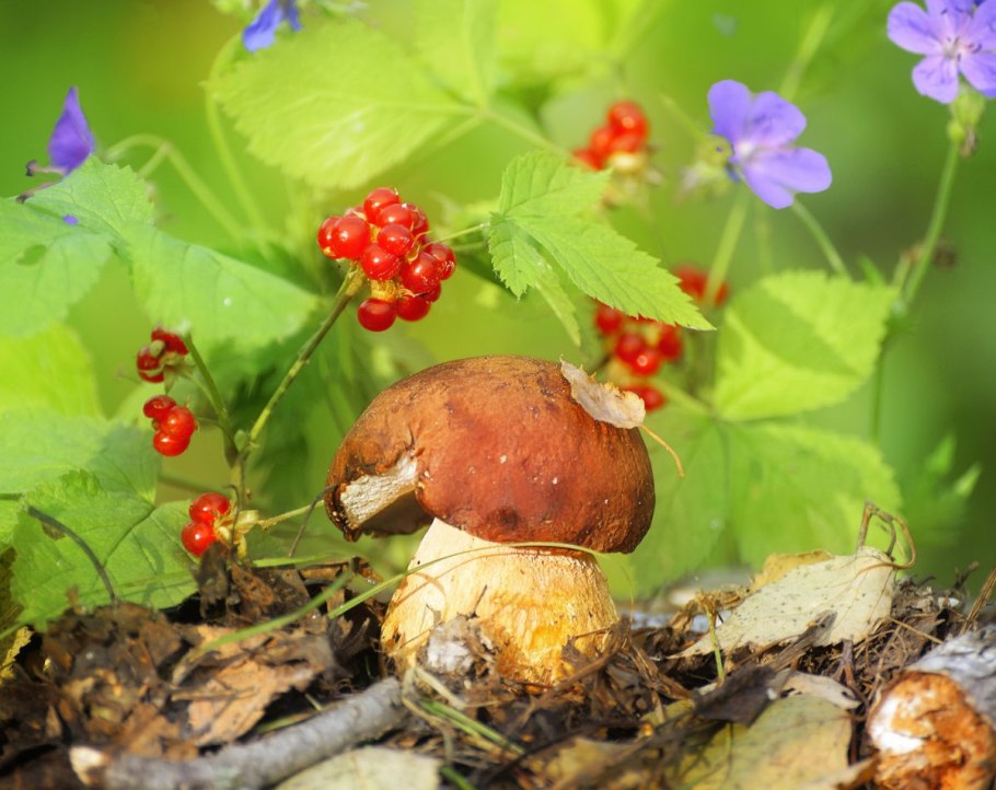 Осенний лес с грибами