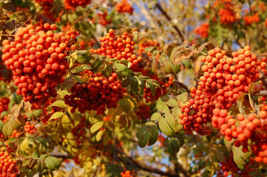 Рябинник праздник