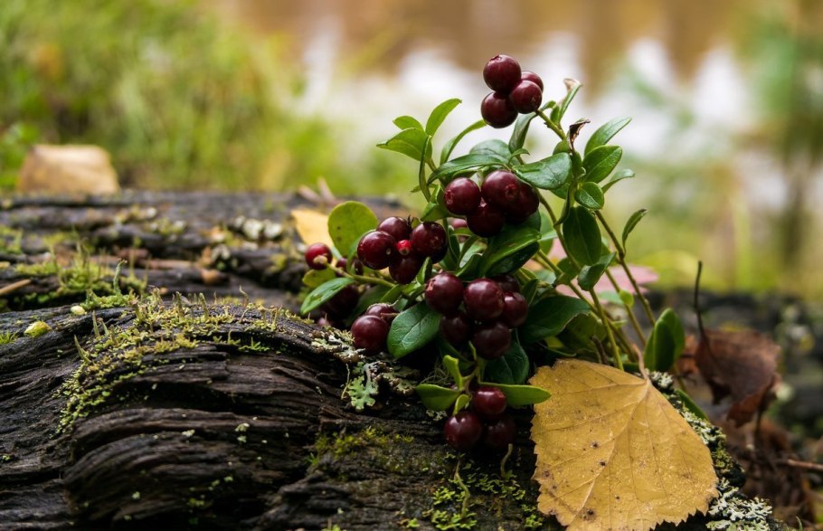 Брусника на Ямале