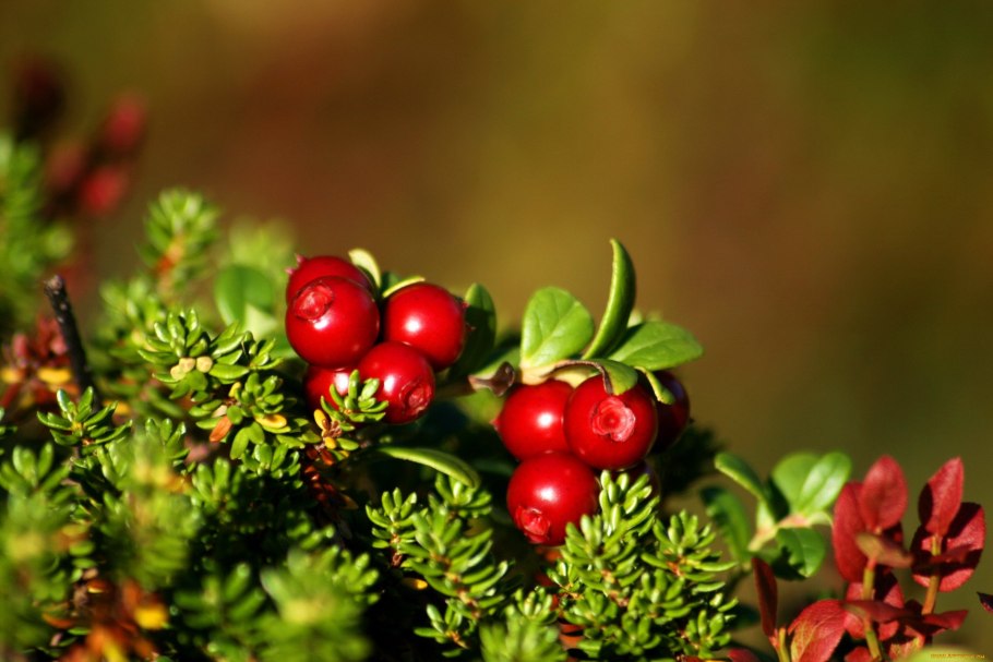 Лесные ягоды клюква