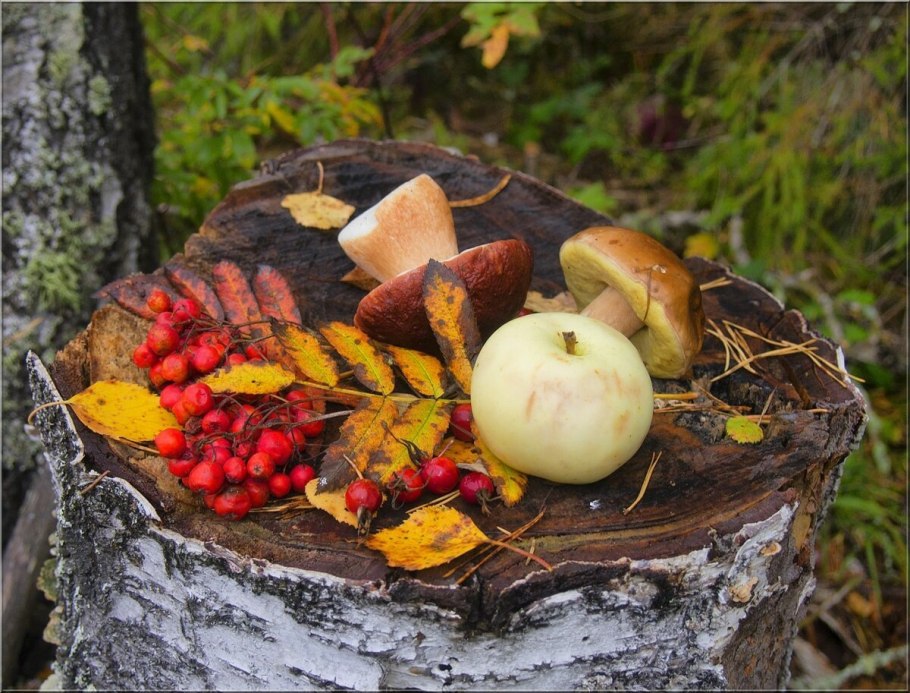 Красивые грибы в лесу