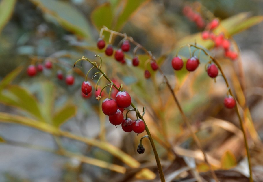 Осенние ягоды в лесу