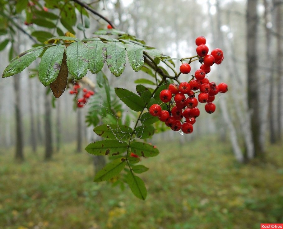 Рябина обыкновенная
