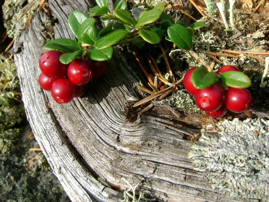 Грибной лес